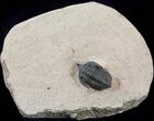 Immaculate Pseudocryphaeus (Cryphina) Trilobite #41770-2